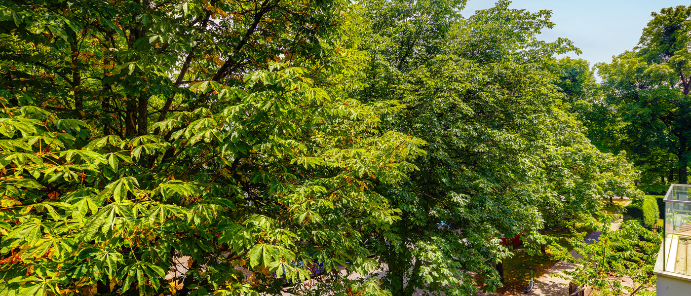 appartamento München Nymphenburg 01 vista 10849