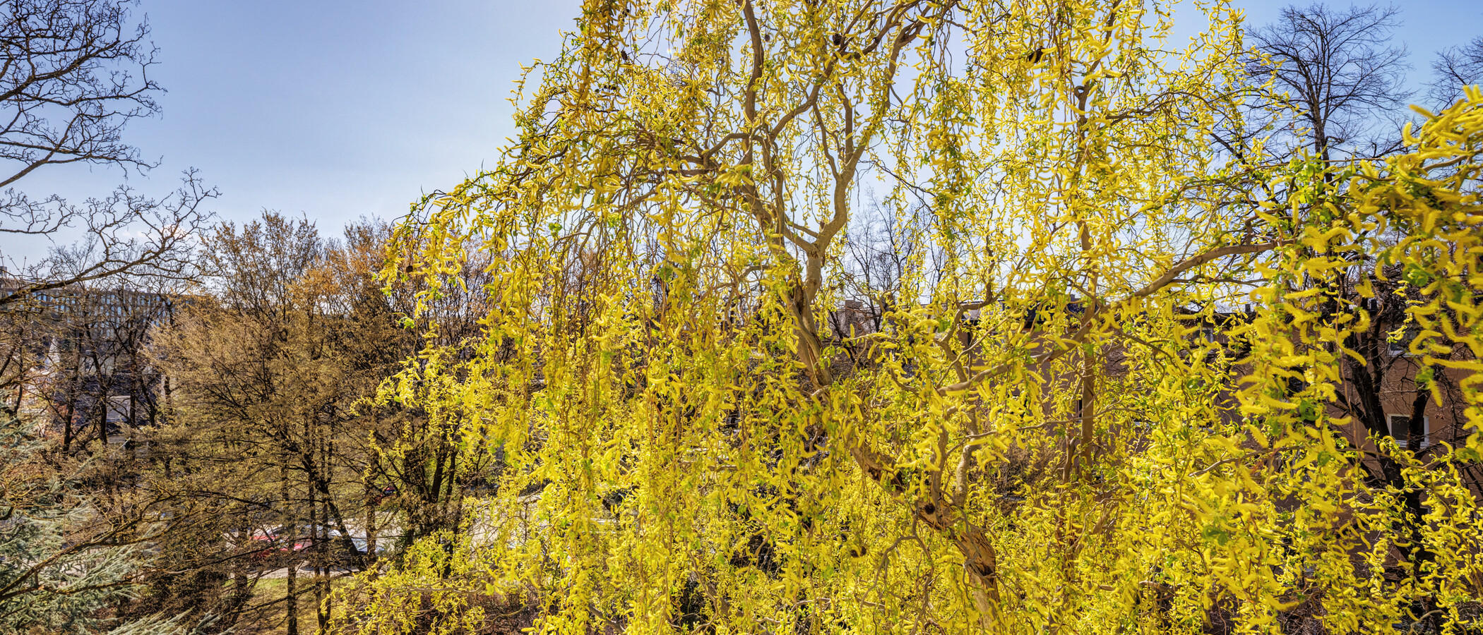 appartamento München Bogenhausen 03 vista 6213