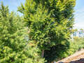 attico Germering 04 vista 14946